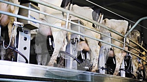 Cows udder milking with breast on dairy farm