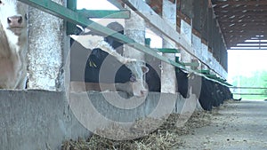 Cows on Ukrainian rural farms in summer