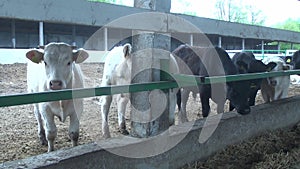 Cows on Ukrainian rural farms in summer