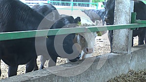 Cows on Ukrainian rural farms in summer