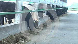 Cows on Ukrainian rural farms in summer