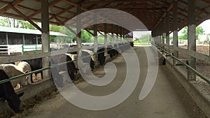 Cows on Ukrainian rural farms in summer