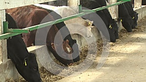 Cows on Ukrainian rural farms in summer