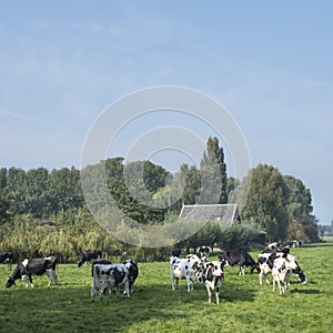 cows under blue sky in green meadow between Loenen and Breukelen near utrecht in holland