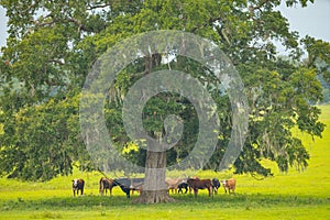 Cows under a tree shot with 500mm supertelephoto lens