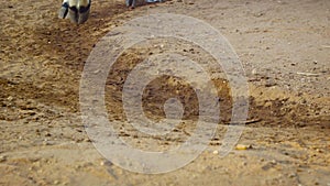 Cows used in agriculture. Hooves closeup