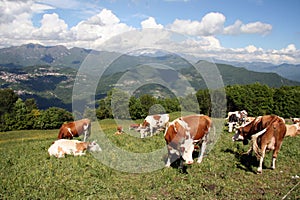 Cows in the valley
