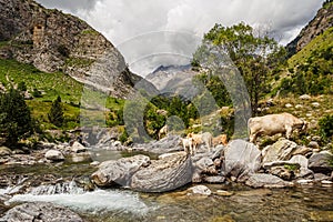 Cows in the valley of Bujaruelo in the Pyrenees