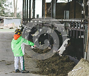 Cows on the farm photo