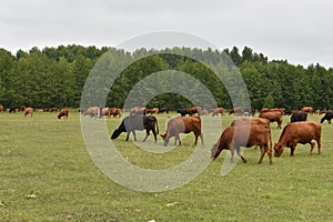 Cow in meadow. Rural composition. Cows grazing in the meadow.Cows Volyn meat, limousine, abordin