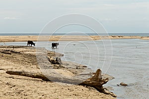 Cows on a sandy beach