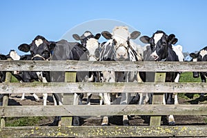 Cows waiting for a gate in the field, cattle ready to go to the milking parlor to be milked
