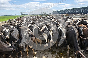 Cows waiting to be milked.