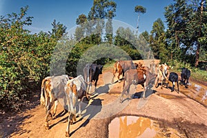 Cows walk along a rural dusty road