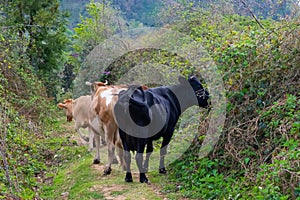 Cows are walking along a mountain path.