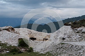 Cows walking on a cloudy day