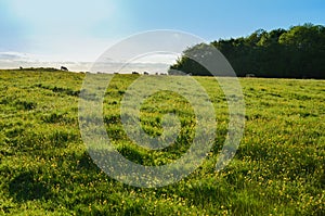 Cows walking in the distant horizon in a lush field in summer