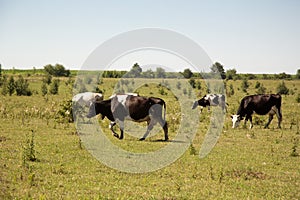 Cows walking on the field and grazing. Four cows on field.