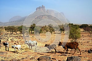 Cows walking in front of mountains