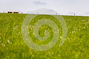 Cows walking on green grass field on a sunny summer day