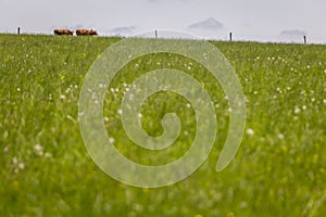 Cows walking on green grass field on a sunny summer day