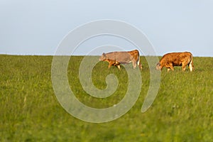 Cows walking on green grass field on a sunny summer day