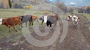 Cows walking in meadow in Blacksea region