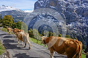 Cows walking on meadows road sunshine with landscape in the snow