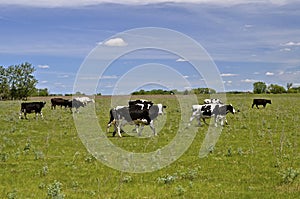 Cows walking in a pasture