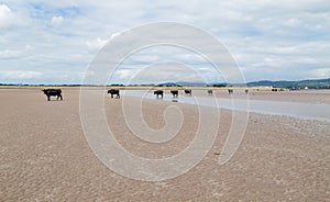 Cows walking on a sandy beach