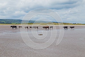 Cows walking on a sandy beach