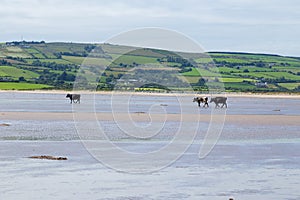 Cows walking on a sandy beach