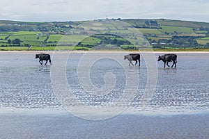 Cows walking on a sandy beach