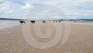 Cows walking on a sandy beach