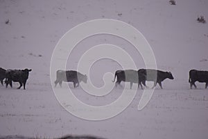 Cows walking into the snow storm.