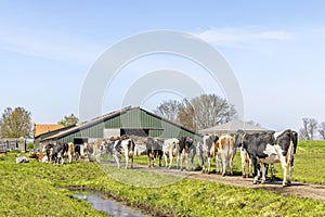 Cows walking to barn, one after another, in a row, to the milking parlor in the stable to be milked