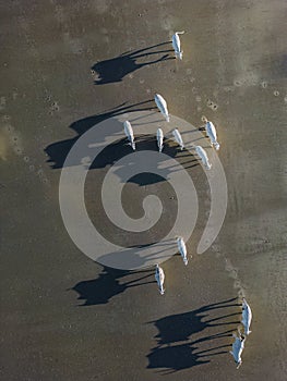 Cows walking on wet beach by ocean