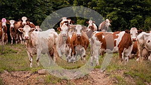 Cows are watching carefully for the impending threat