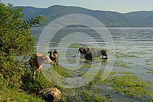 Cows in the water next to the green embankment of rive Danube