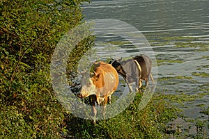 Cows in the water next to the green embankment of rive Danube