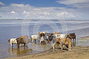 Cows at the watering