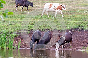 Cows at a watering hole