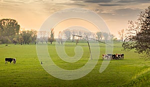 cows at the watering hole in the meadow
