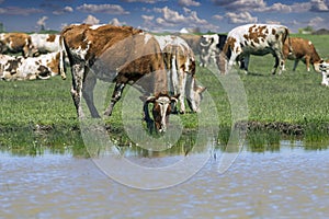 Cows at a Watering Place