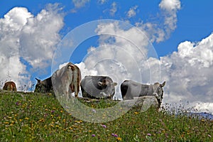 Cows at the watering place