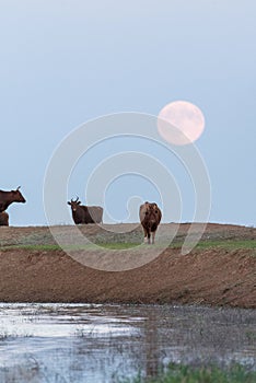 Cows at a watering place on the background of a rising full moon