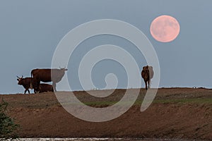 Cows at a watering place on the background of a rising full moon
