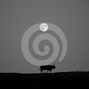 Cows at a watering place on the background of a rising full moon