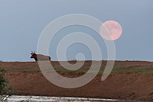 Cows at a watering place on the background of a rising full moon