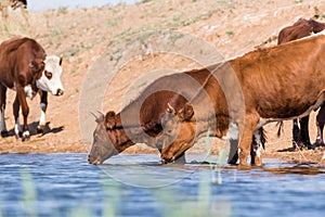 Cows at a watering place drink water and bathe during strong heat and drought